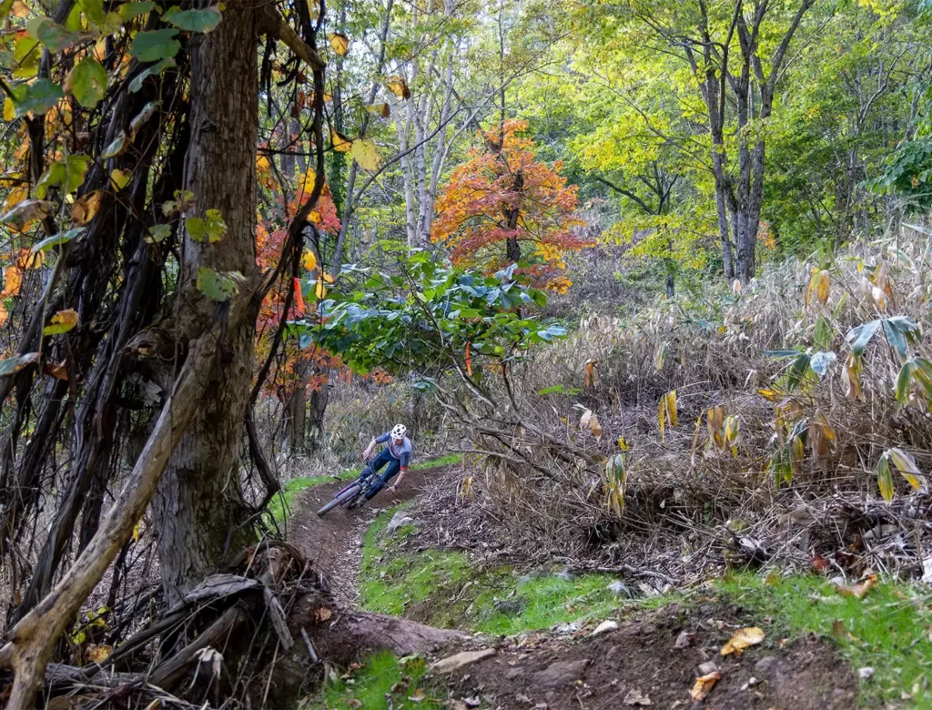 mtb-1024x780.webp mtb-1024x780.webp