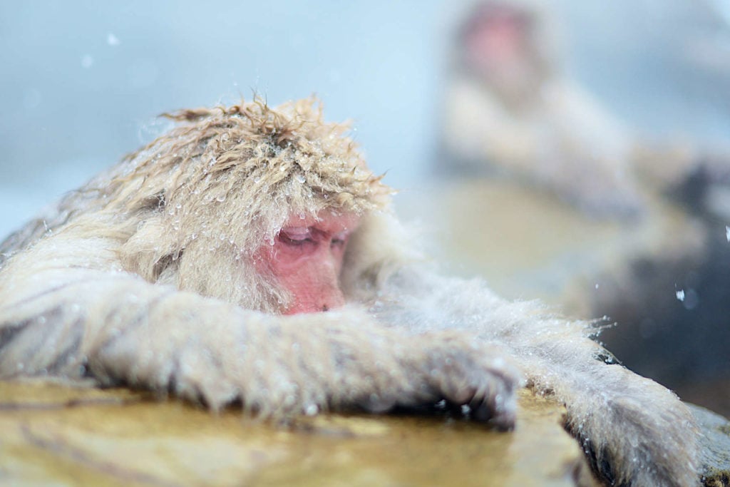 5_onsen-monkey_resize