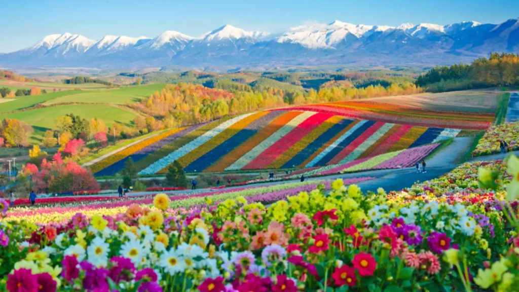 furano flowers